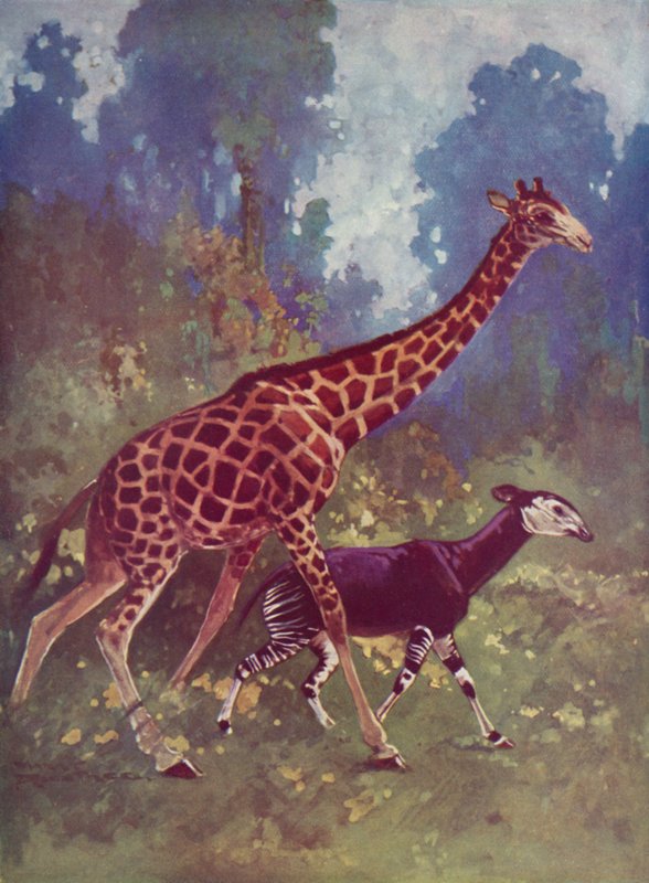Okapi und Giraffe von English School