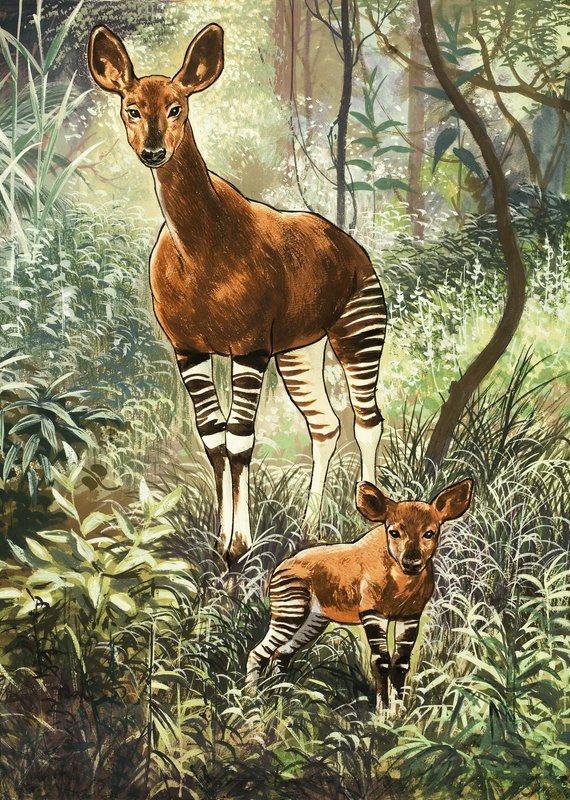 Okapis des Kongo von English School