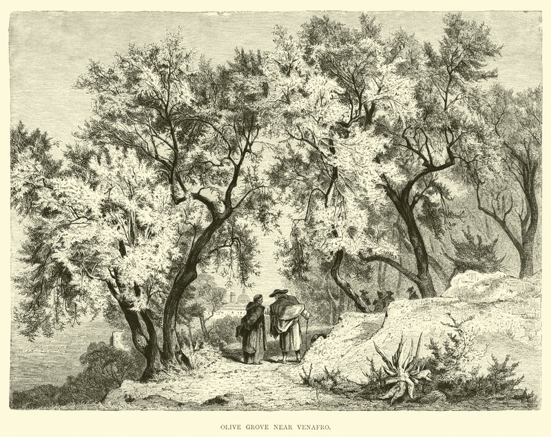 Olivenhain bei Venafro von English School
