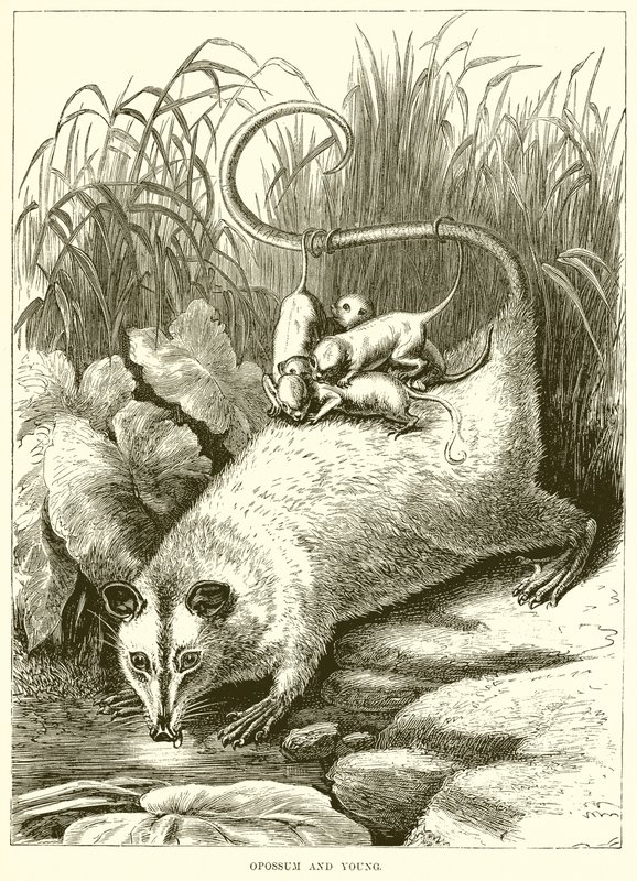 Opossum und Junges von English School