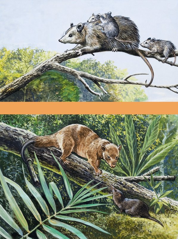 Opossums von English School