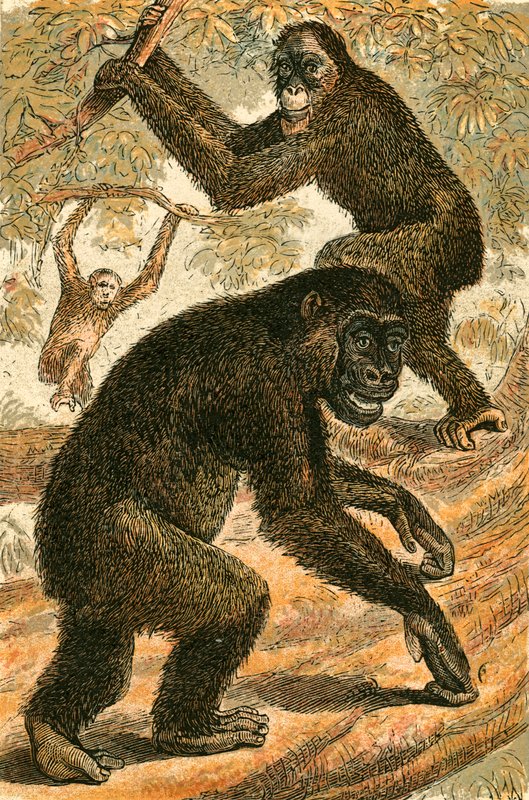 Orang-Utan und Gorilla von English School