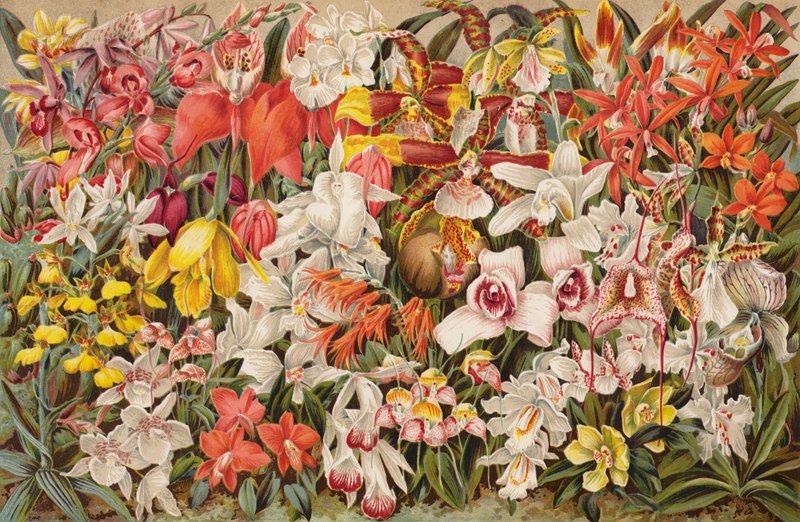 Orchideenhaus von English School