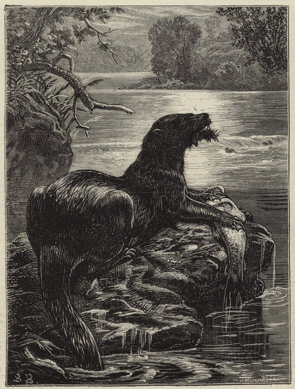 Otterjagd im Norden von English School
