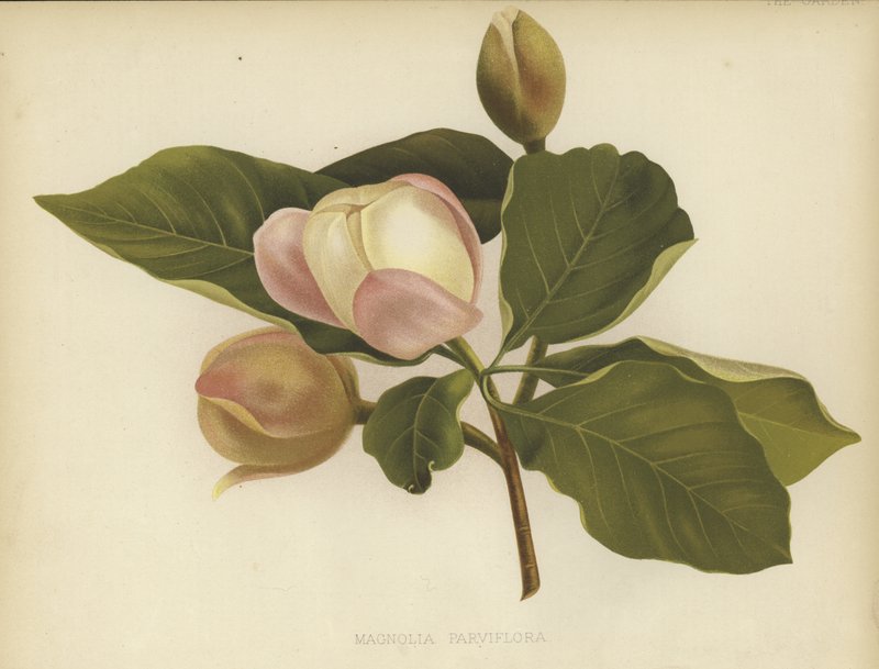 Oyama-Magnolie von English School