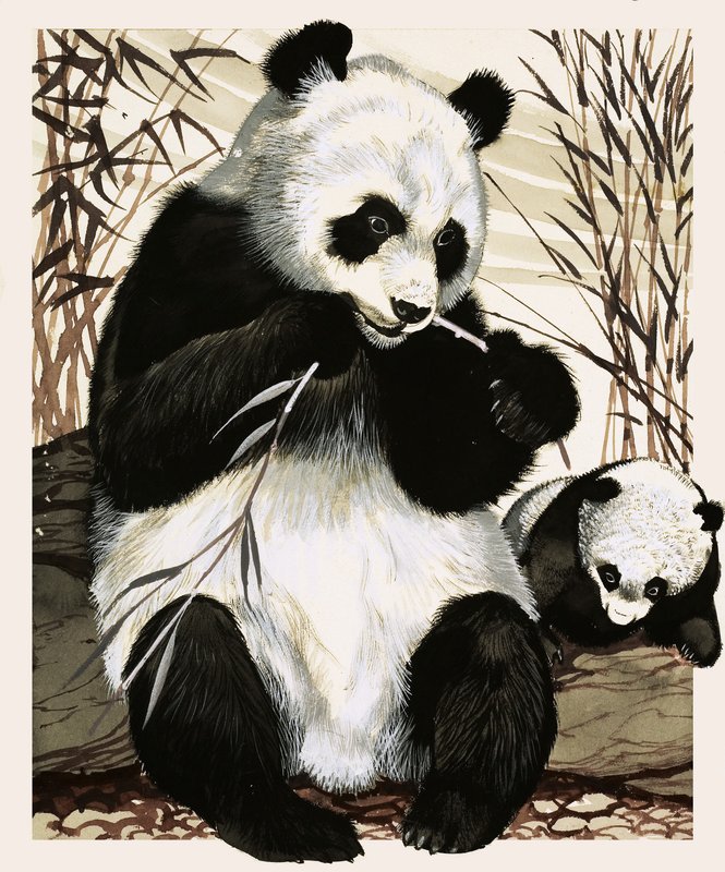 Panda und Junges von English School