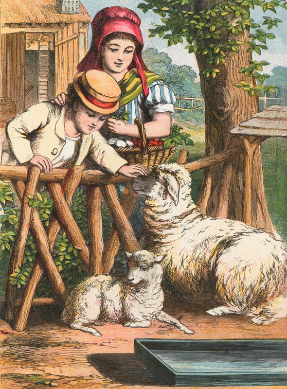 Ein Schaf streicheln von English School