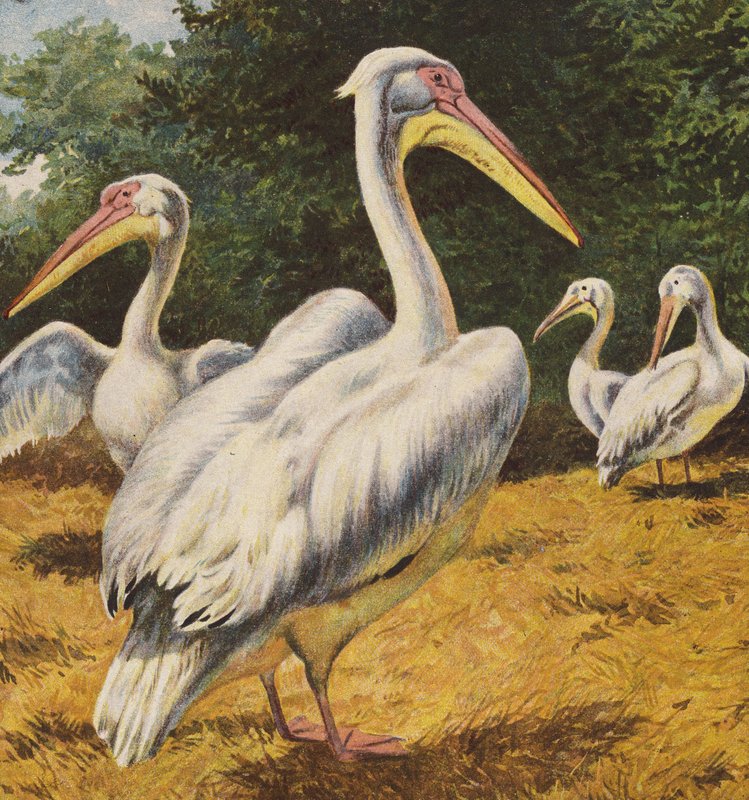 Pelikanen von English School