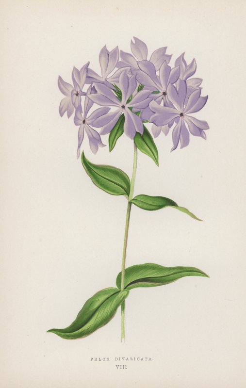 Phlox Divaricata von English School
