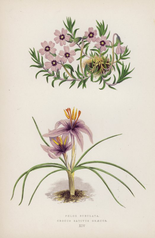 Phlox Subulata; Crocus Sativus Graecus von English School