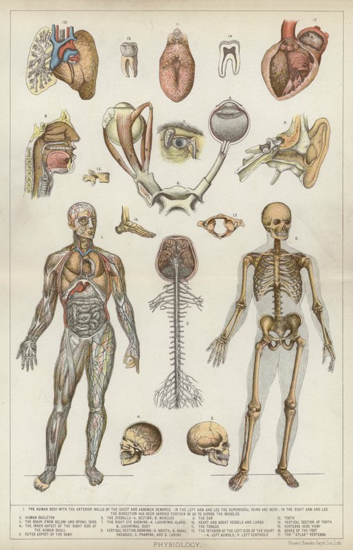 Physiologie von English School