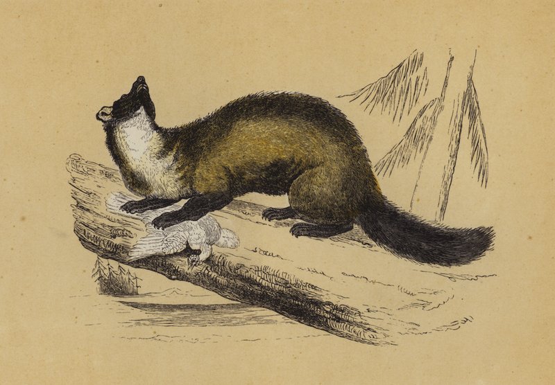 Baummarder von English School