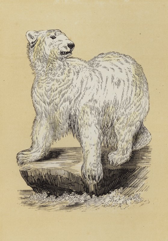 Eisbär von English School