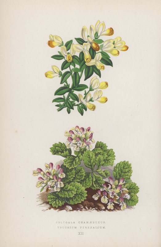 Polygala Chamaebuxus; Teucrium Pyrenaicum von English School