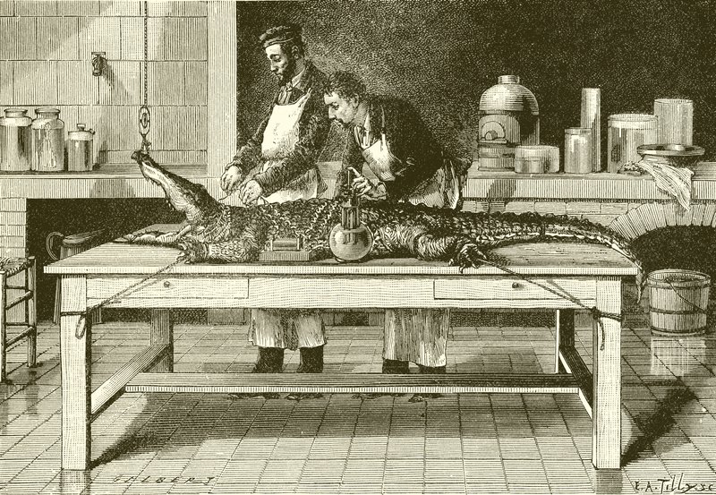 Kraft der Krokodilschnautze von English School