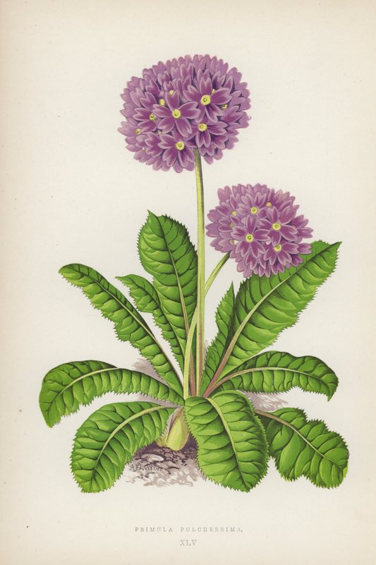 Primula Pulcherrima von English School