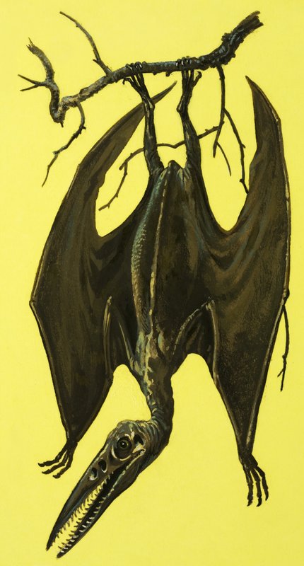 Pterodactylus von English School