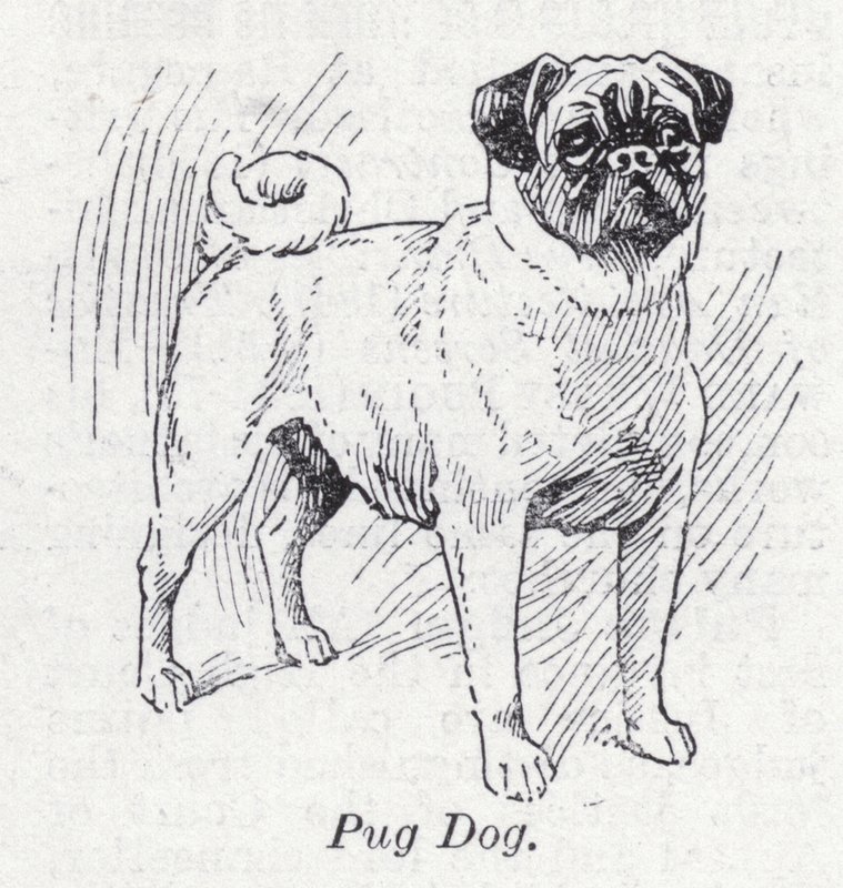 Mops von English School