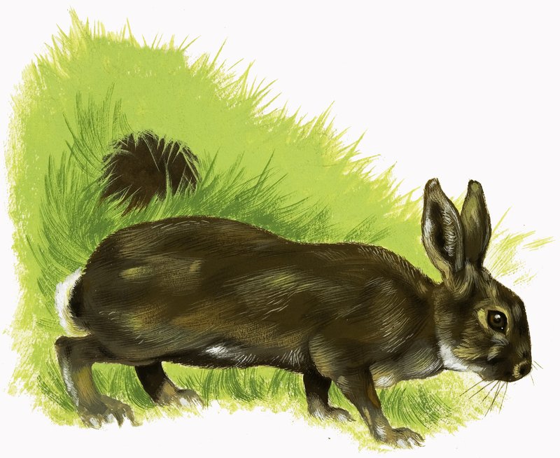 Kaninchen von English School