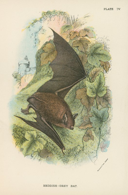 Rötlich-graue Fledermaus von English School