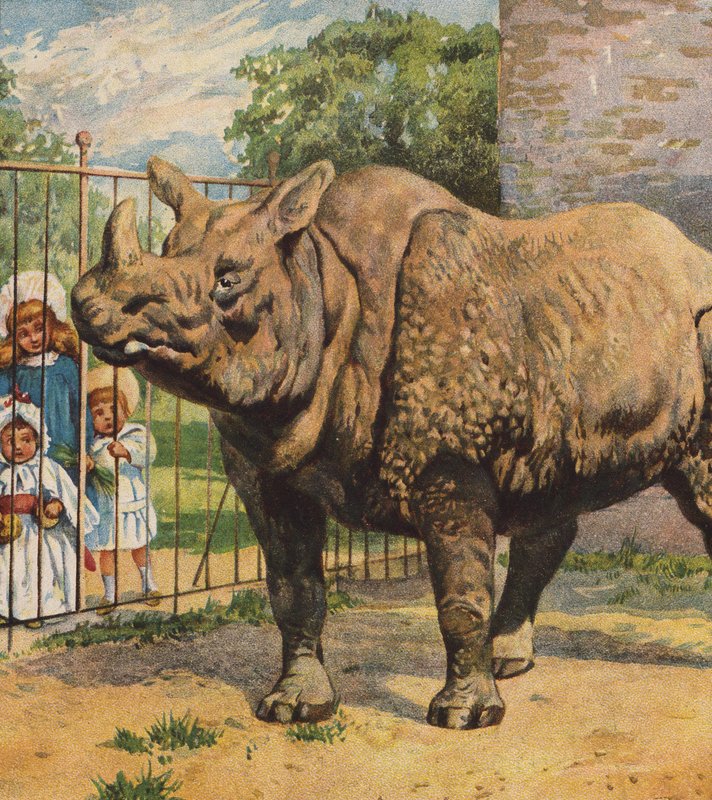 Nashorn von English School