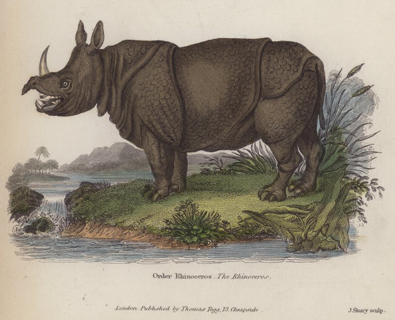 Nashorn (farbige Gravur) von English School