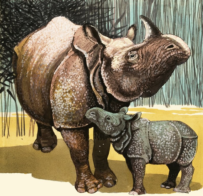 Nashorn und Baby-Nashorn von English School