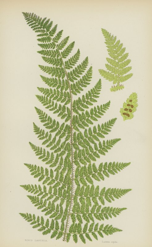 Steifer Wurmfarn (Farblithografie) von English School