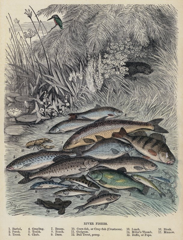 Flussfische von English School