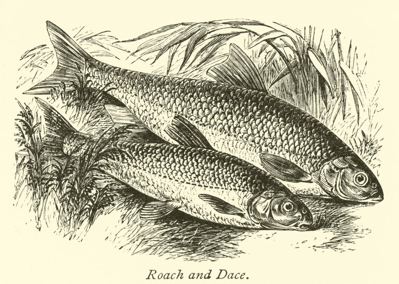 Rotauge und Döbel von English School