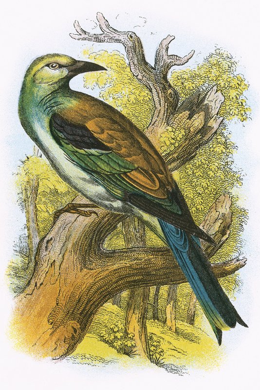 Eisvogel von English School