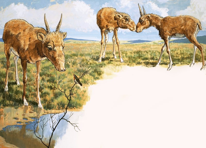 Saiga-Antilope von English School