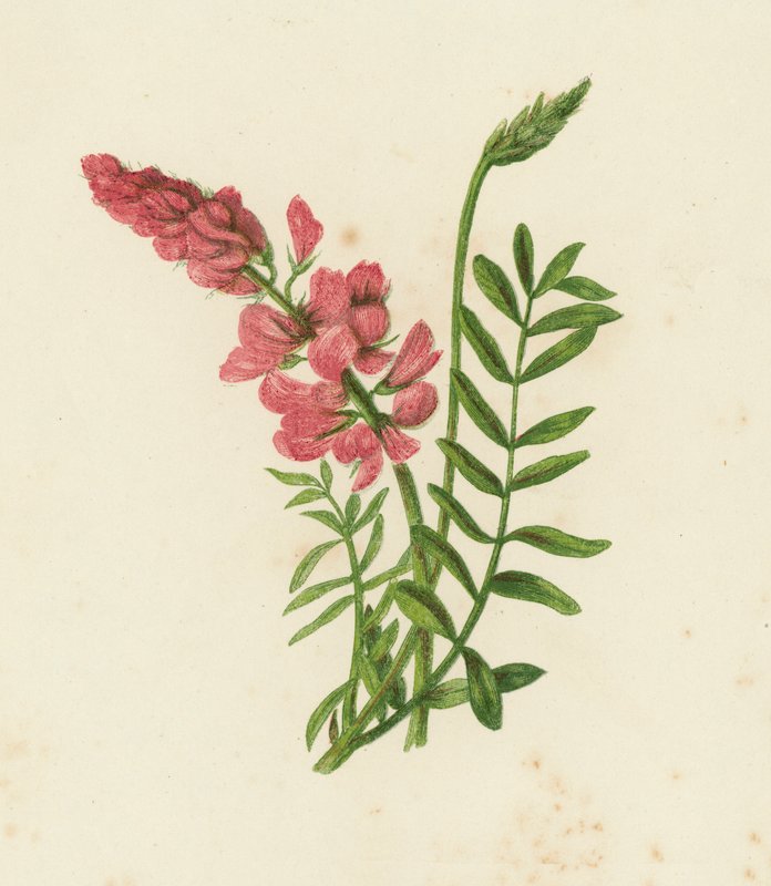 Esparsette, Onobrychis Sativa von English School