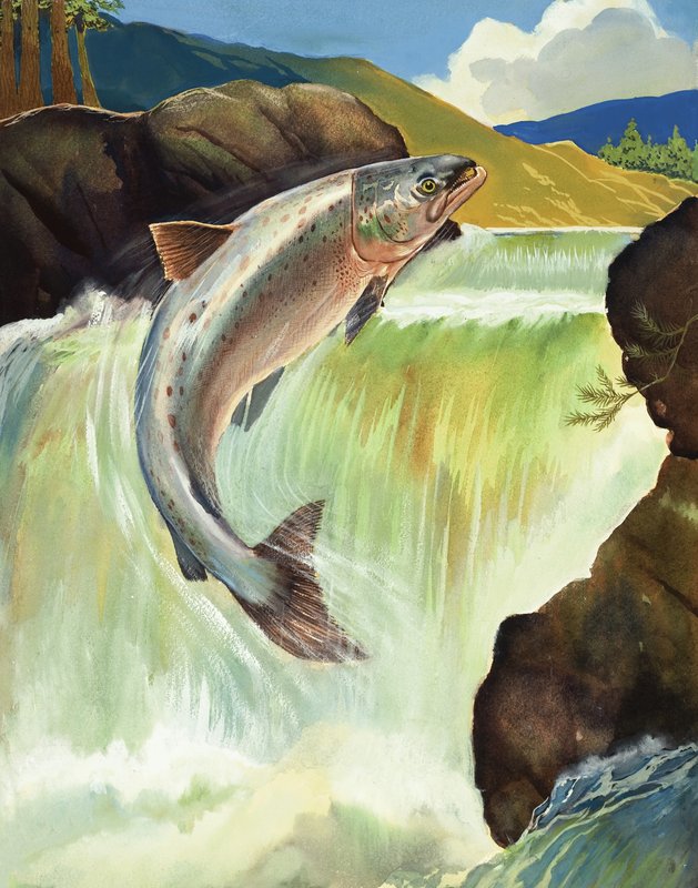 Lachs von English School