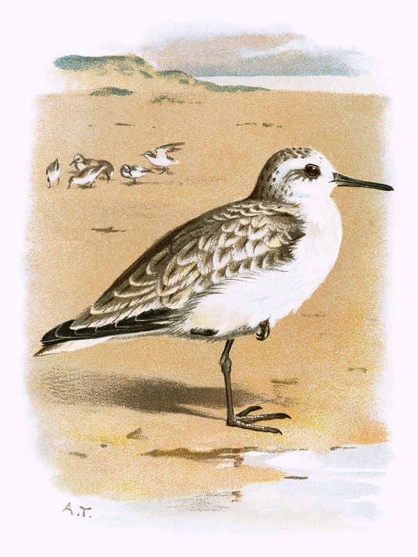 Sanderling von English School
