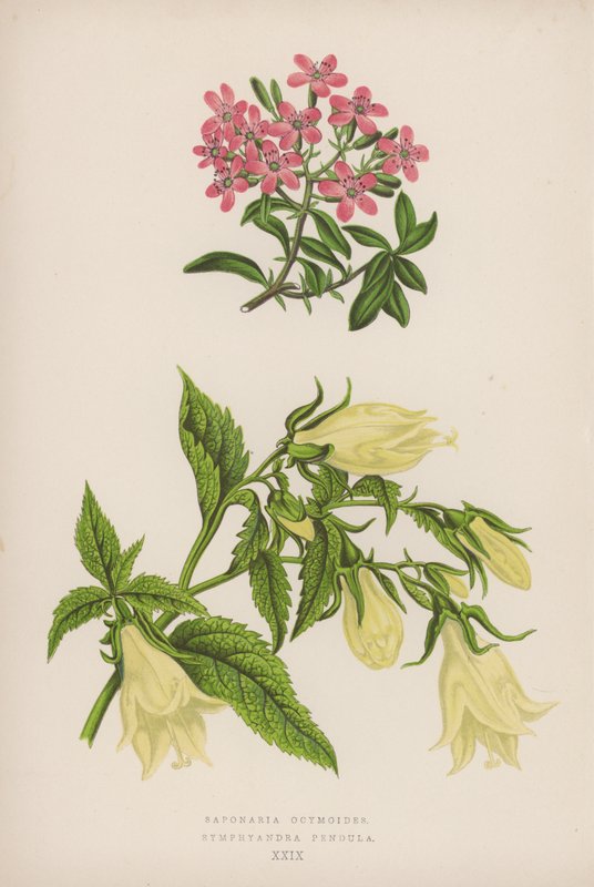 Saponaria Ocymoides; Symphyandra Pendula von English School