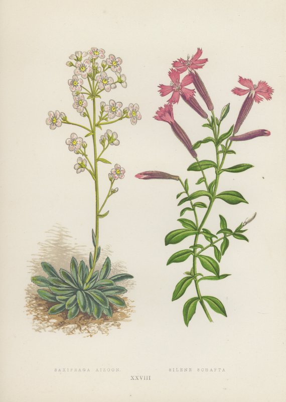 Saxifraga Aizoon; Silene Schafta von English School