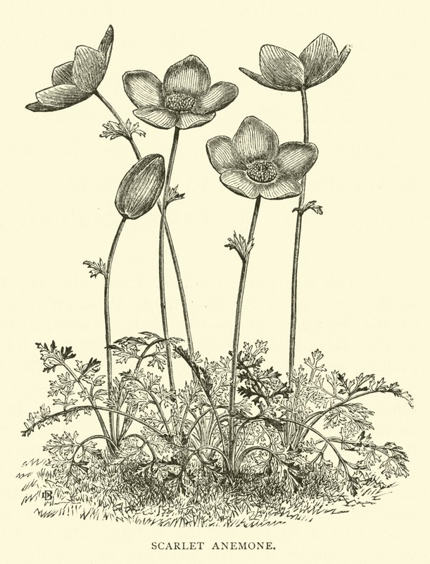 Scharlachrote Anemone von English School