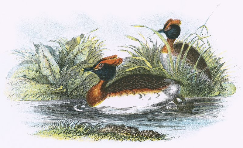 Sklavonischer Taucher von English School