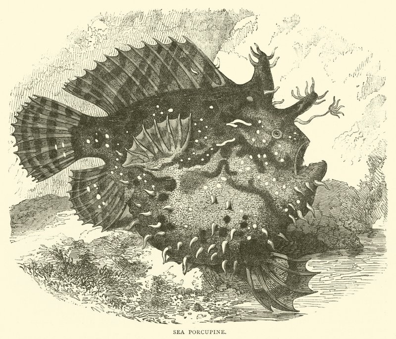 Seeigel (Stich) von English School