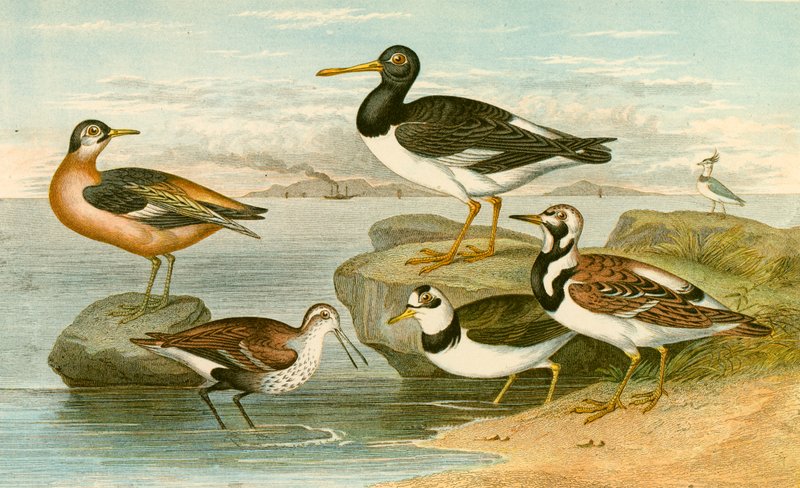 See Vögel von English School