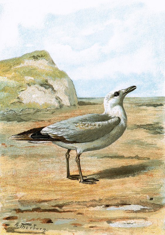 Möwe von English School