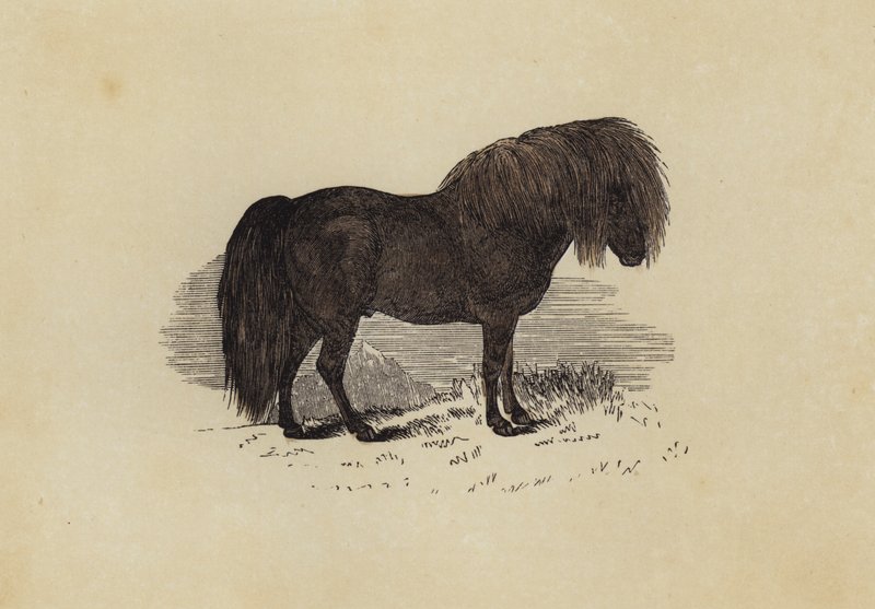 Shetlandpony von English School