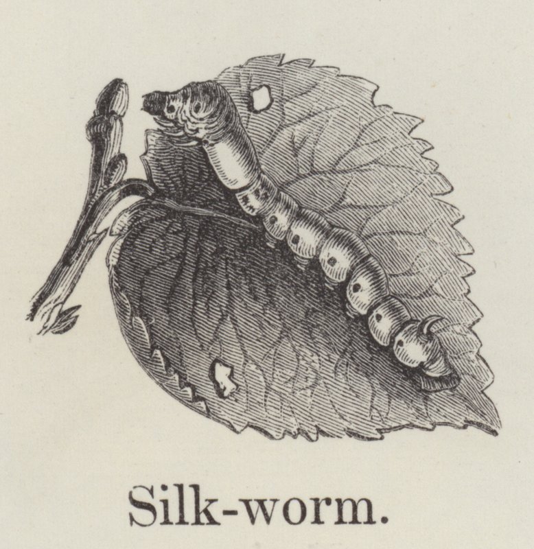 Seidenraupe von English School