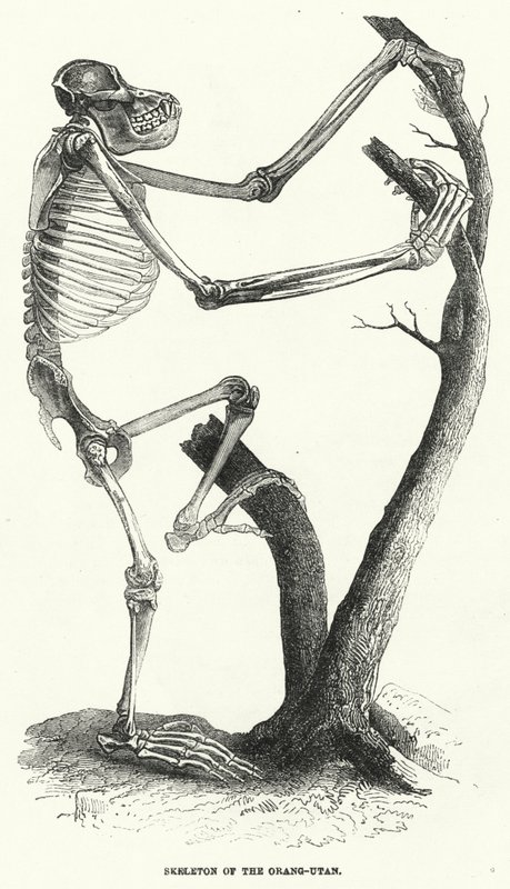 Skelett des Orang-Utan von English School