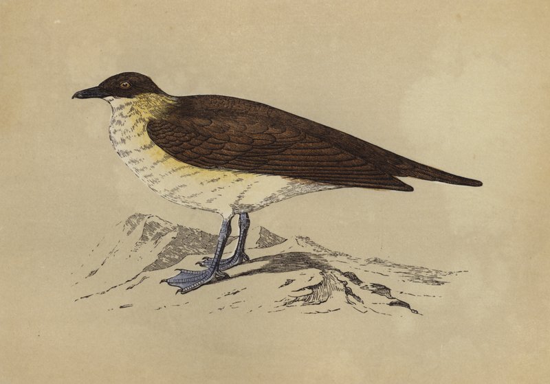 Skua von English School