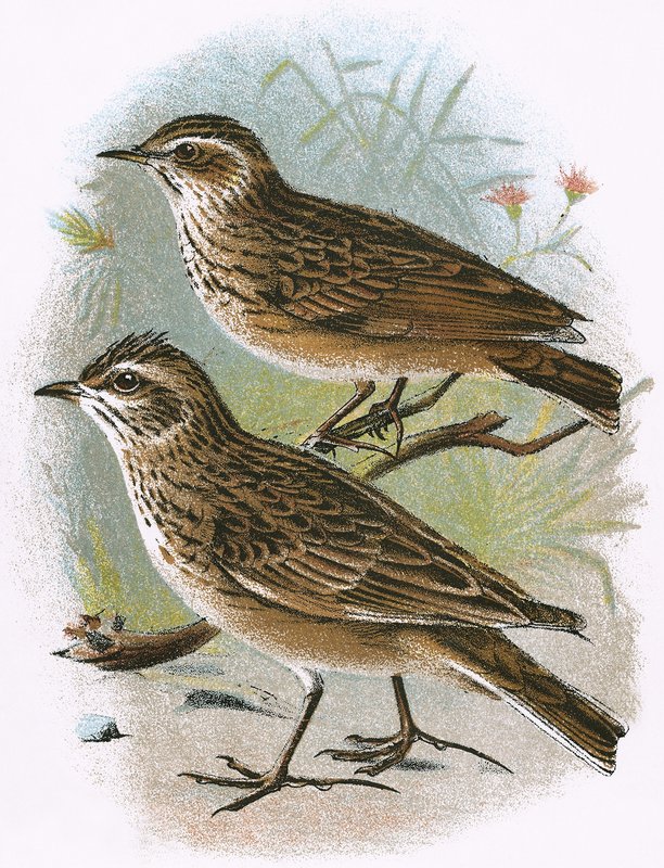 Feldlerche (unten) und Waldlerche (oben) von English School