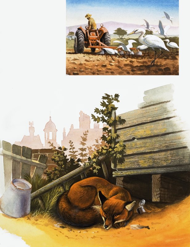 Schlafender Fuchs von English School