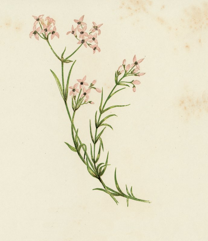 Kleines Labkraut, Asperula Cynanchica von English School