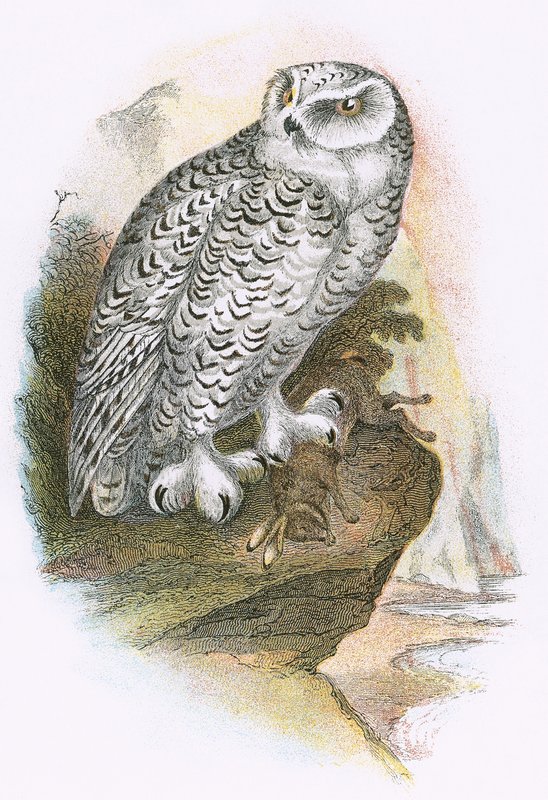 Schneeeule von English School